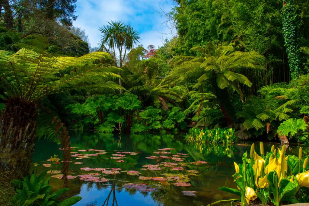 Tropical garden with lush greenery, water lilies, and vibrant plants at St Christopher’s Berlin - Mi.