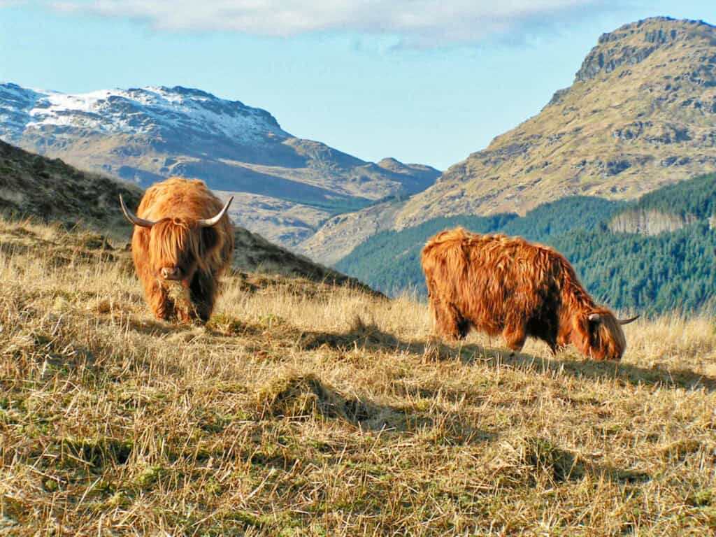 Highland Cattle