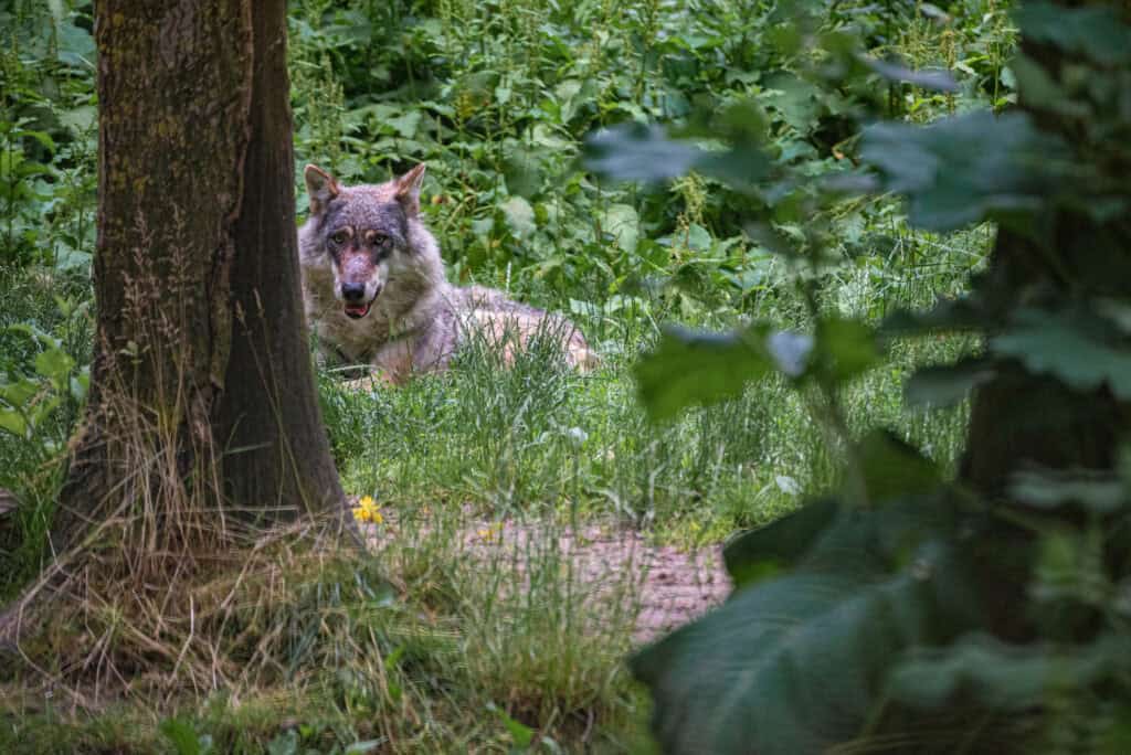 Wolf