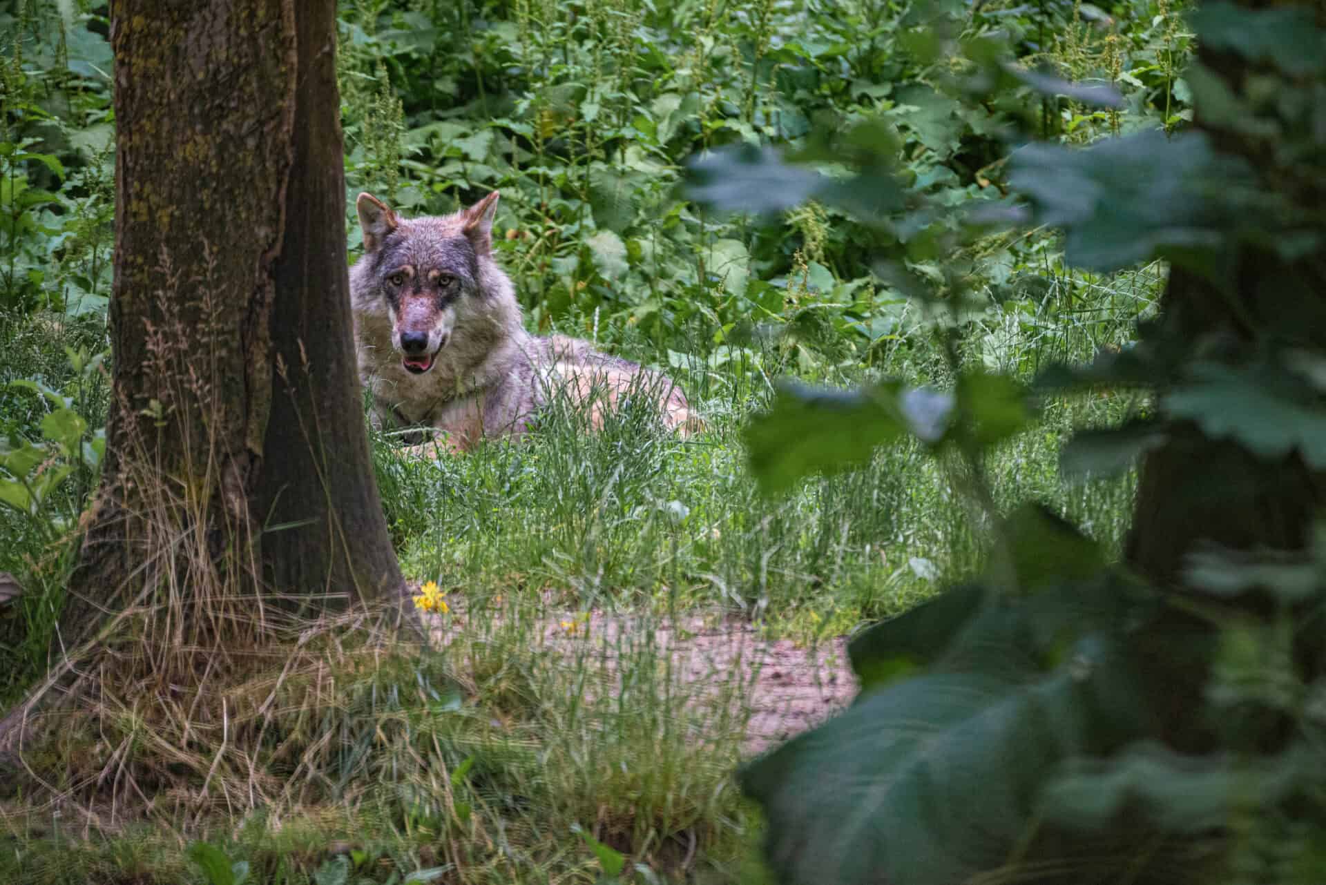 Wolf resting in a lush green forest at St Christopher’s Berlin - Mitte.