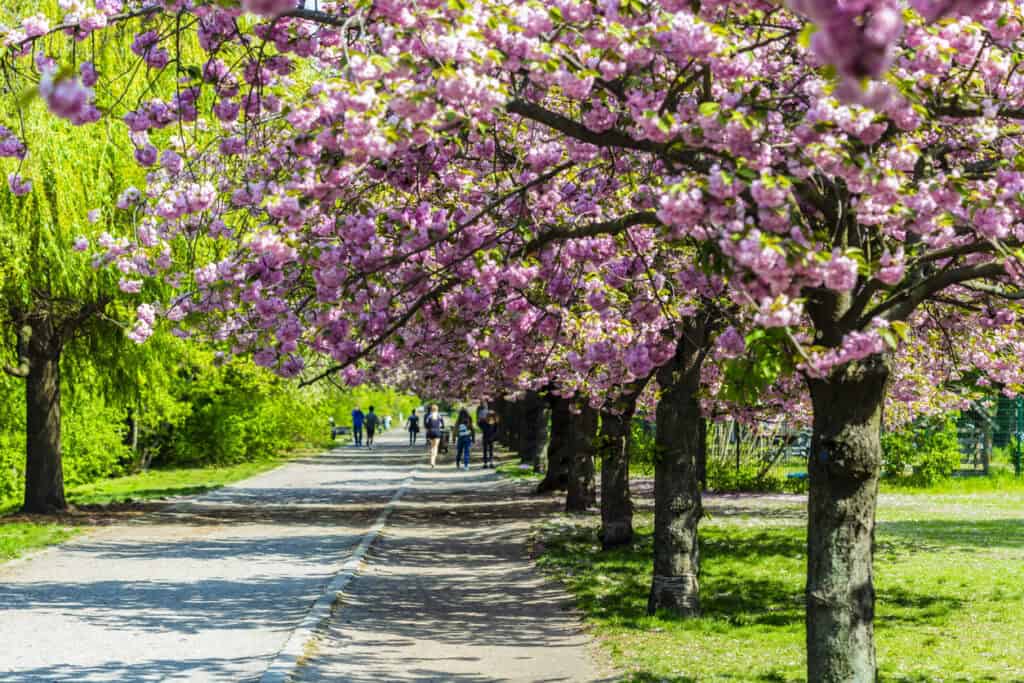 Cherry blossom trees lining a pathway in Berlin Mitte, blooming in vibrant pink during spring.