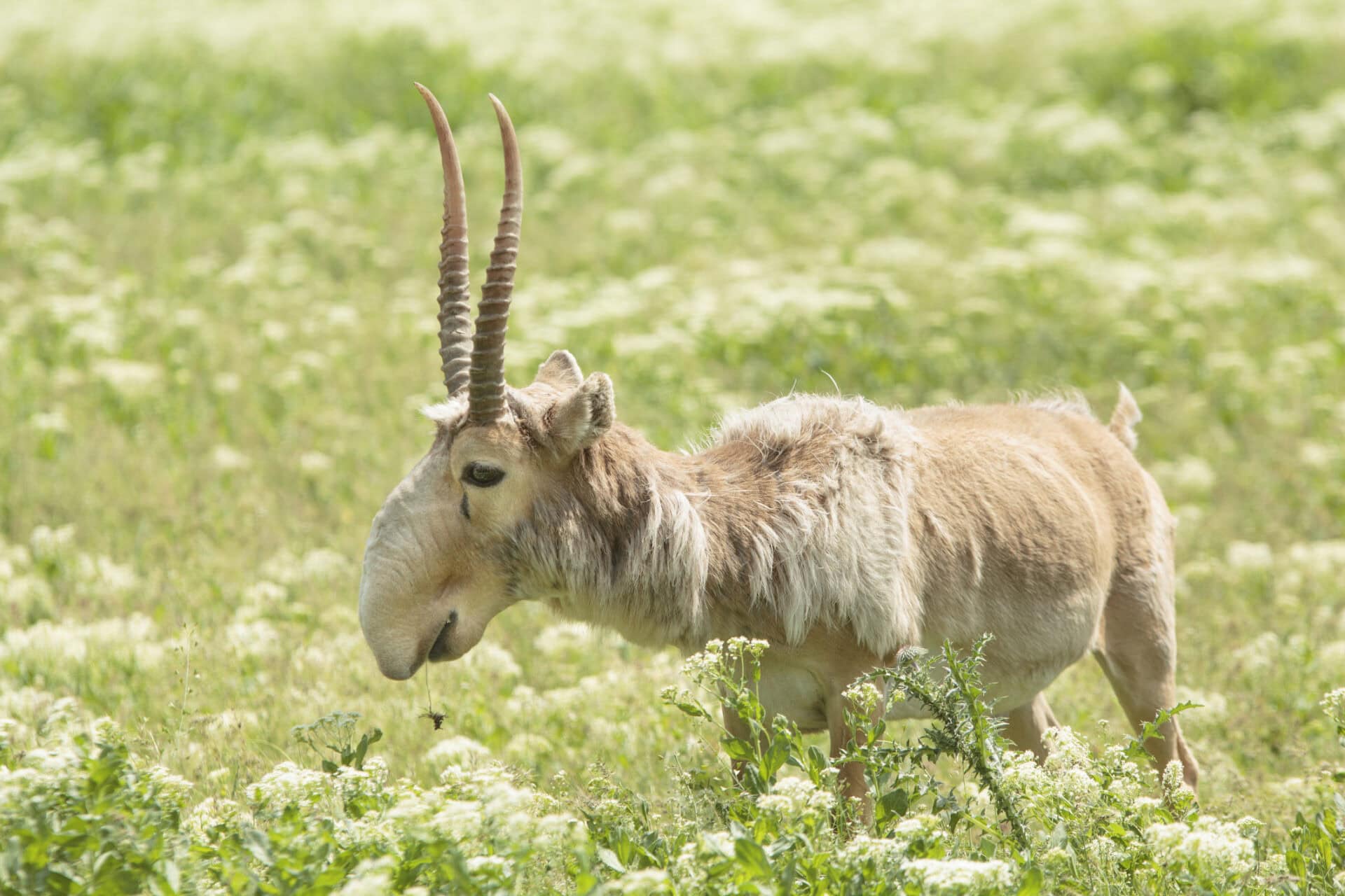 A friendly antelope grazing in a green field near Mitte Hostel, Berlin.