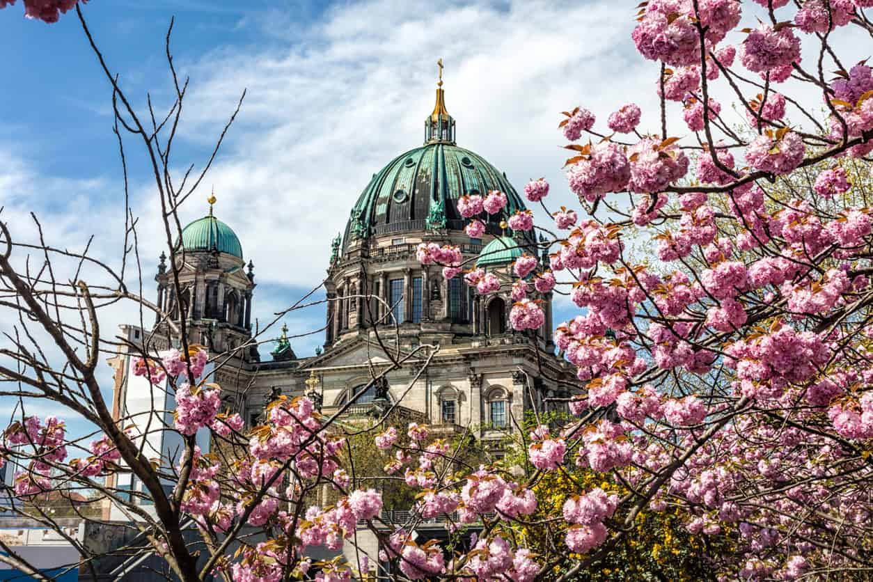 Berlin cityscape with historic cathedral and blooming cherry blossoms.
