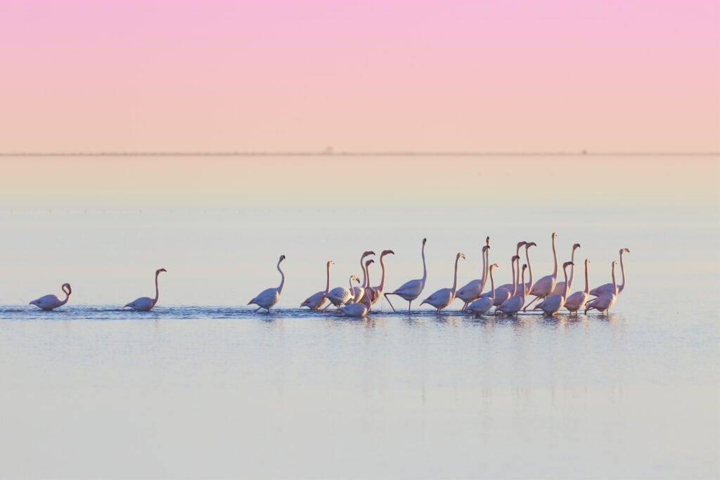 Flamingos